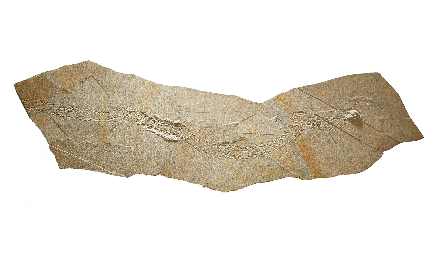 "A" grade | Horseshoe crab and tracks | Mesolimulus walchi | Museum quality