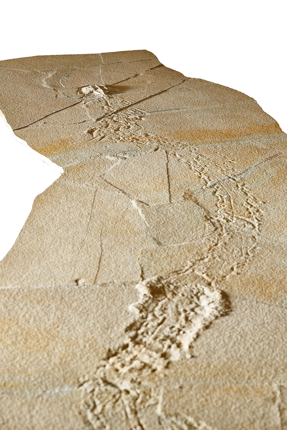 "A" grade | Horseshoe crab and tracks | Mesolimulus walchi | Museum quality