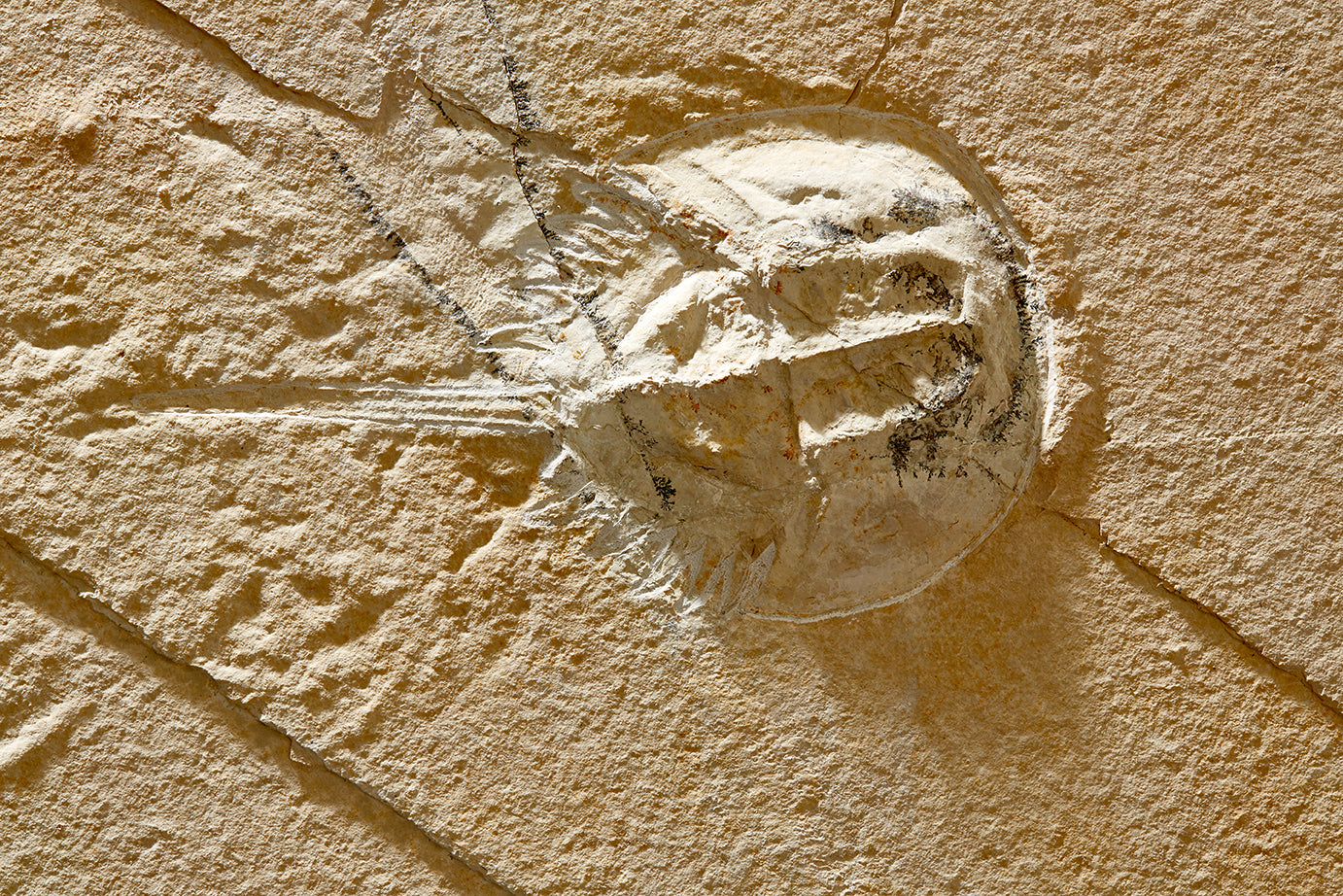 "A" grade | Horseshoe crab and tracks | Mesolimulus walchi | Museum quality