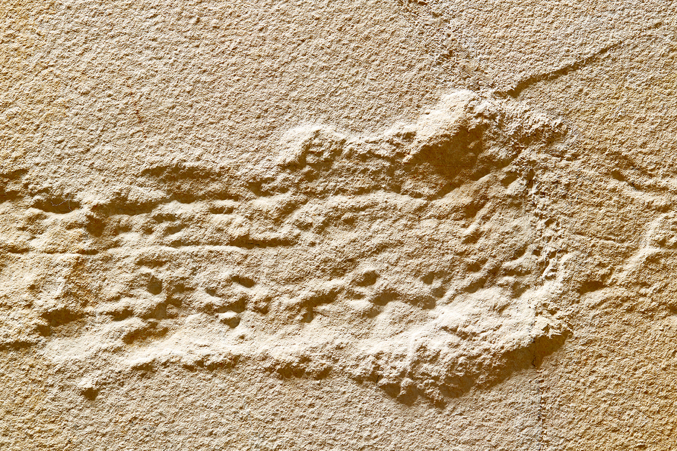 "A" grade | Horseshoe crab and tracks | Mesolimulus walchi | Museum quality