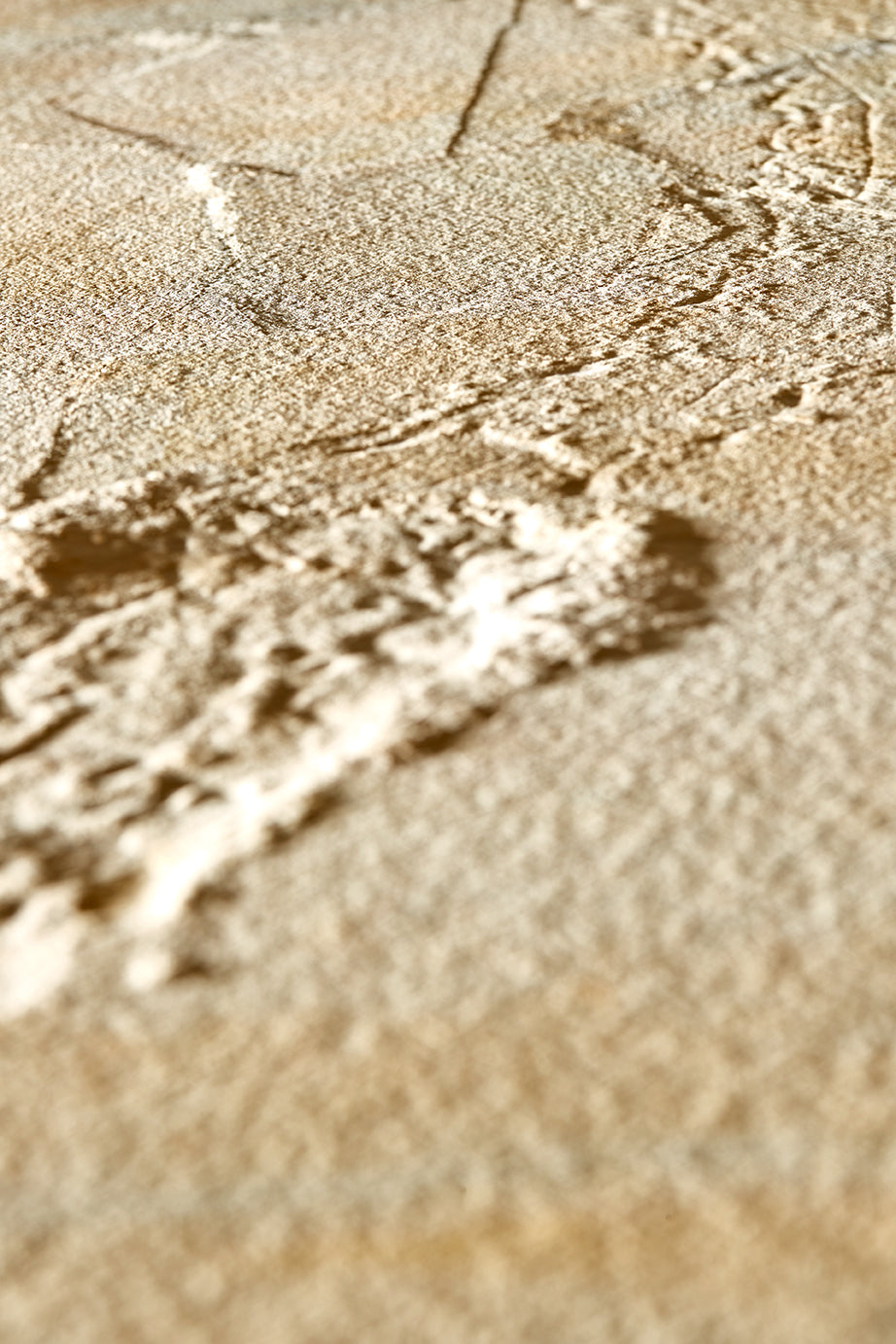 "A" grade | Horseshoe crab and tracks | Mesolimulus walchi | Museum quality