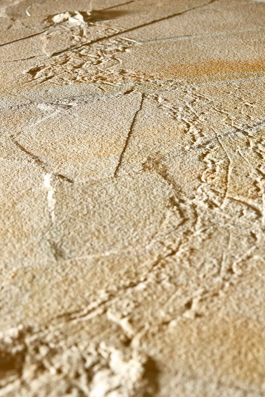 "A" grade | Horseshoe crab and tracks | Mesolimulus walchi | Museum quality