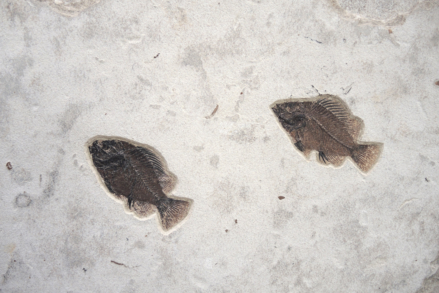 Green River Fossilplatte | Wyoming, USA