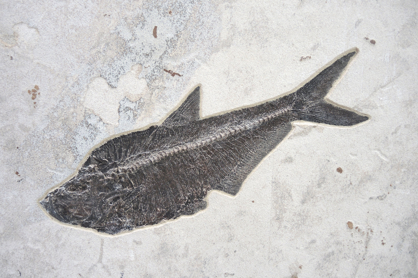 Green River Fossilplatte | Wyoming, USA