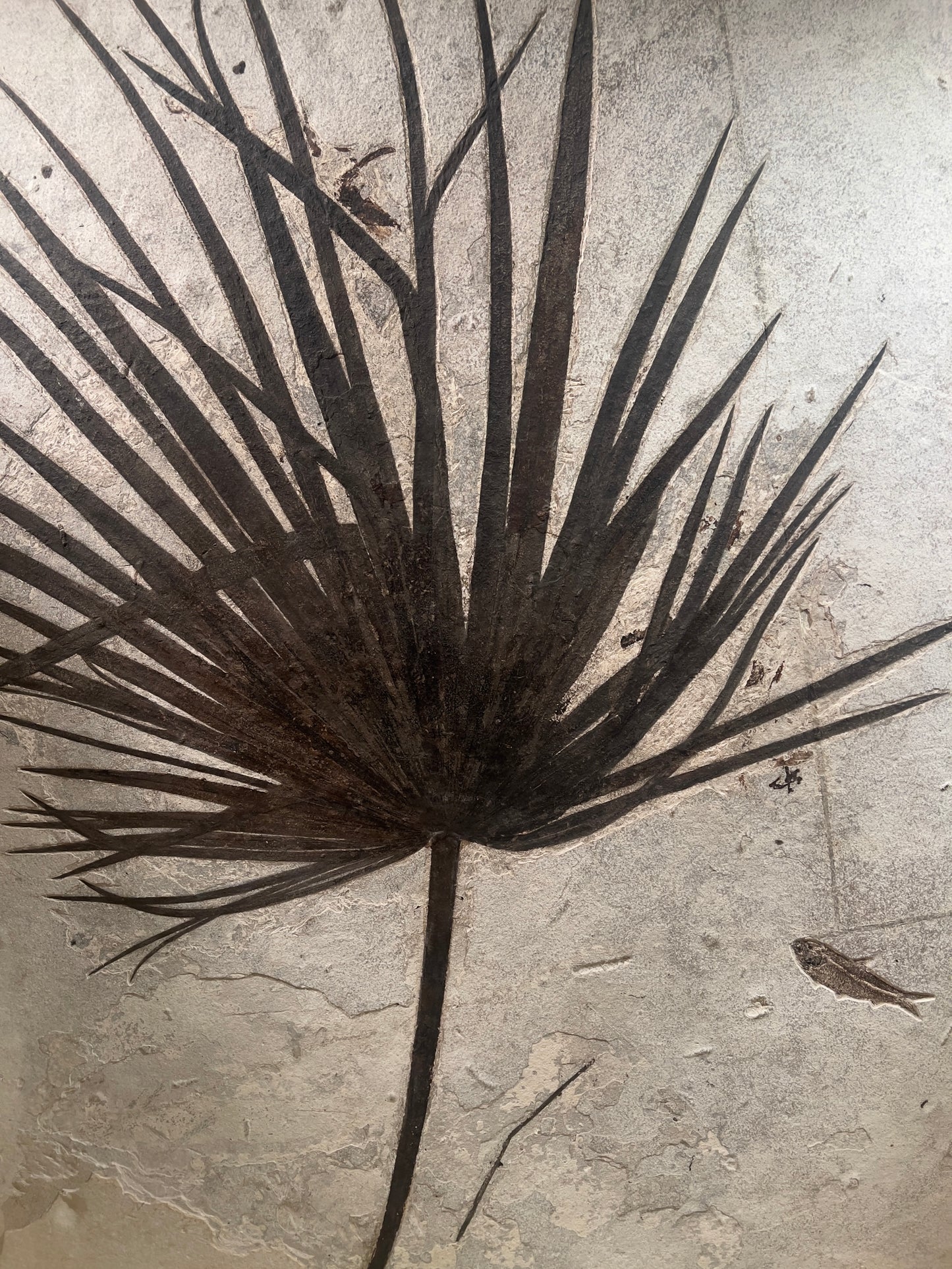 Versteinertes Palmblatt umgeben von Fischfossilien | Green River, Wyoming, USA