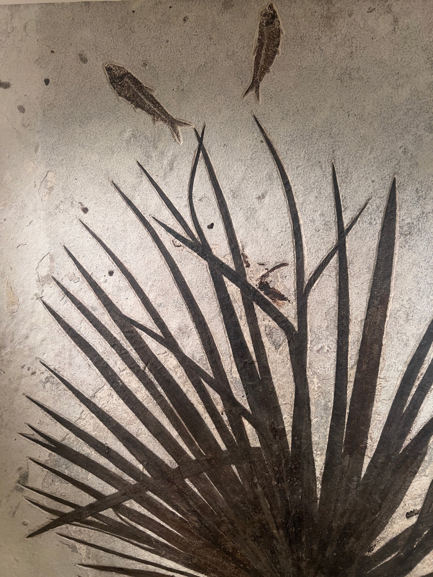 Versteinertes Palmblatt umgeben von Fischfossilien | Green River, Wyoming, USA