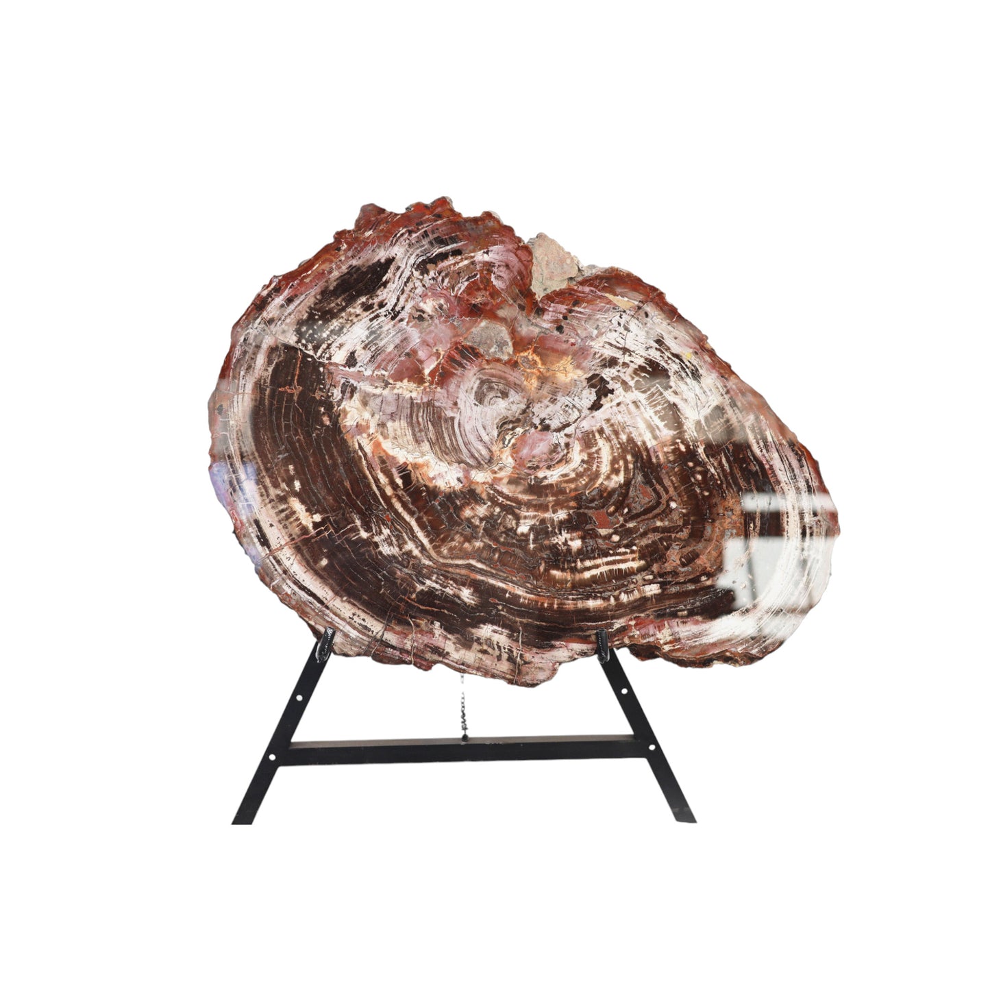Petrified Wood Slice | Arizona, United States