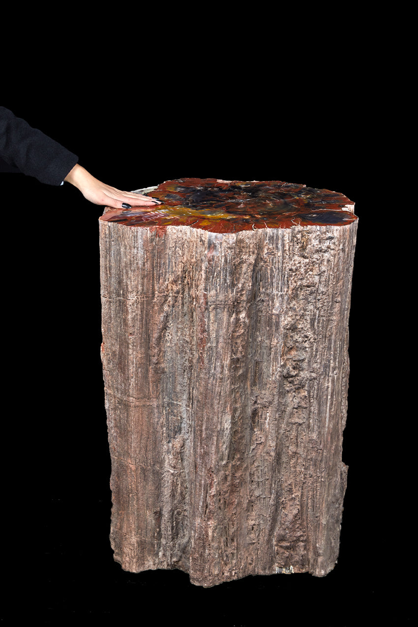 Fossilized wood trunk Araucarioxylon arizonicum | Arizona, USA