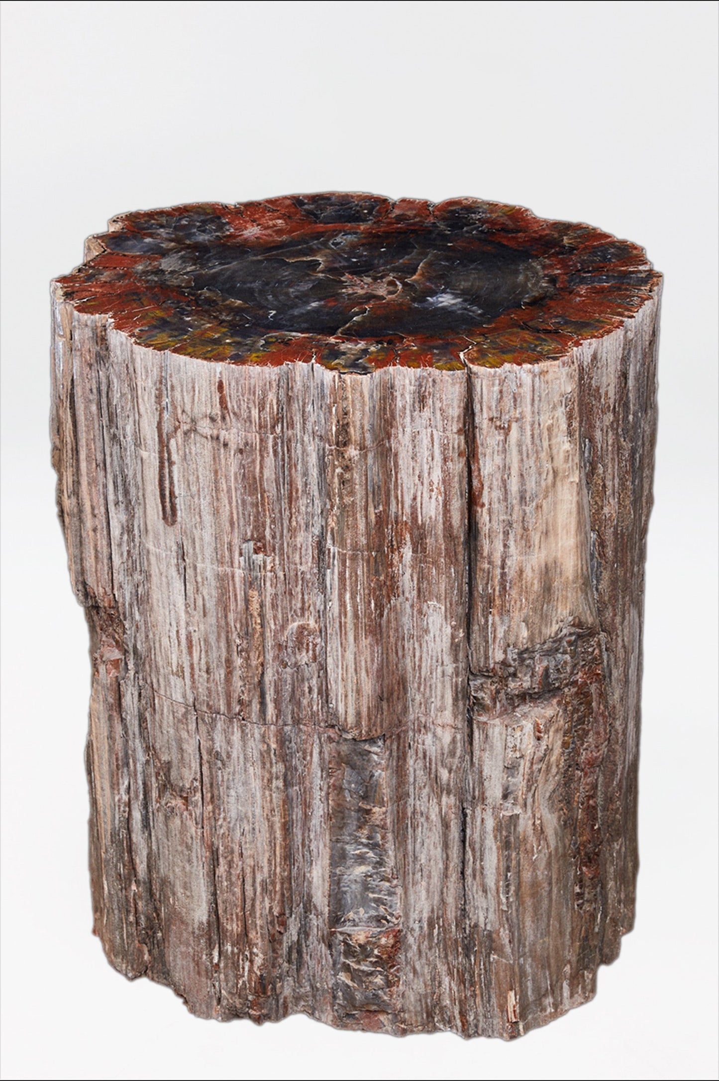 Petrified conifer trunk | Arizona, USA