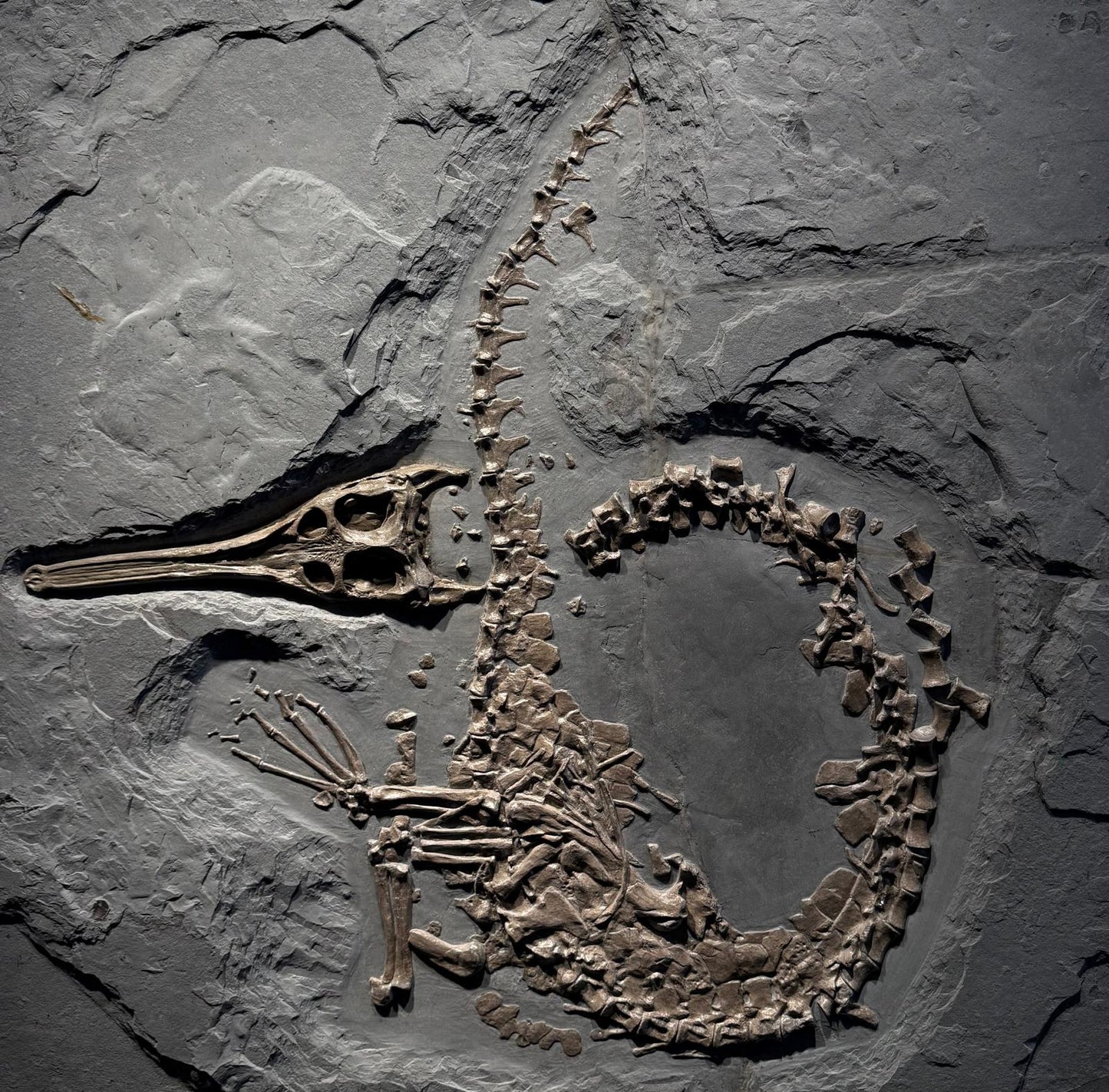 Sténéosaure bollensis | Holzmáden, Allemagne