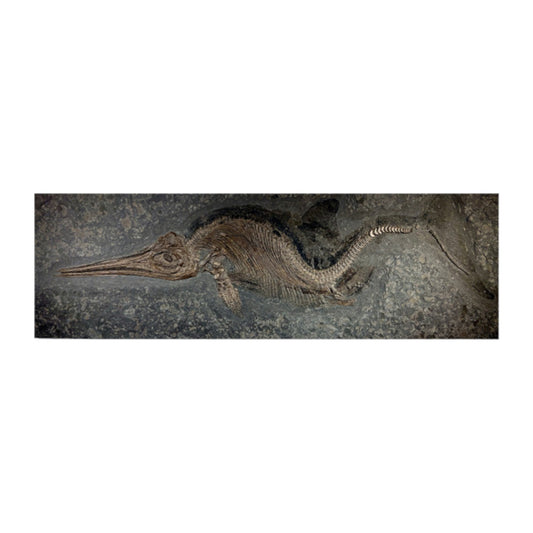 PREIS AUF ANFRAGE | Juveniler Ichthyosaurier Stenopterygius sp. mit Muskel- und Hauterhaltung | Holzmaden, Deutschland