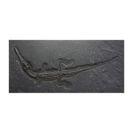 PREIS AUF ANFRAGE | Juveniler Steneosaurus | Holzmaden, Deutschland