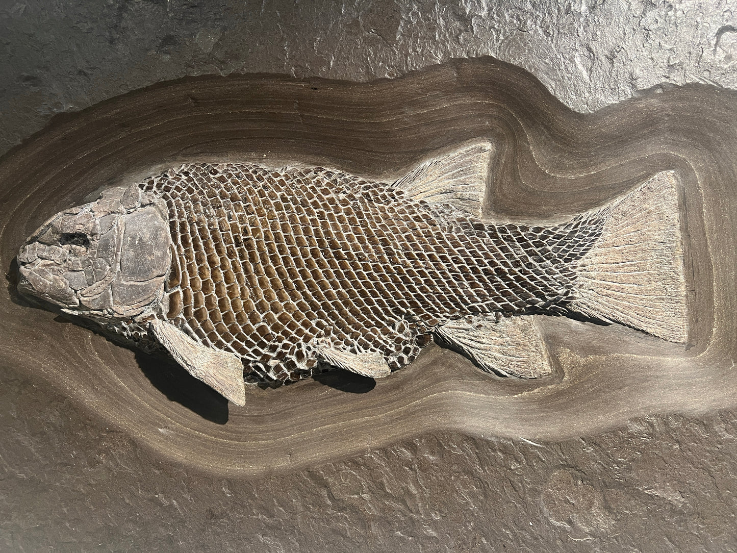 PRICE ON REQUEST | Lepidotus elvensis | Holzmaden, Germany