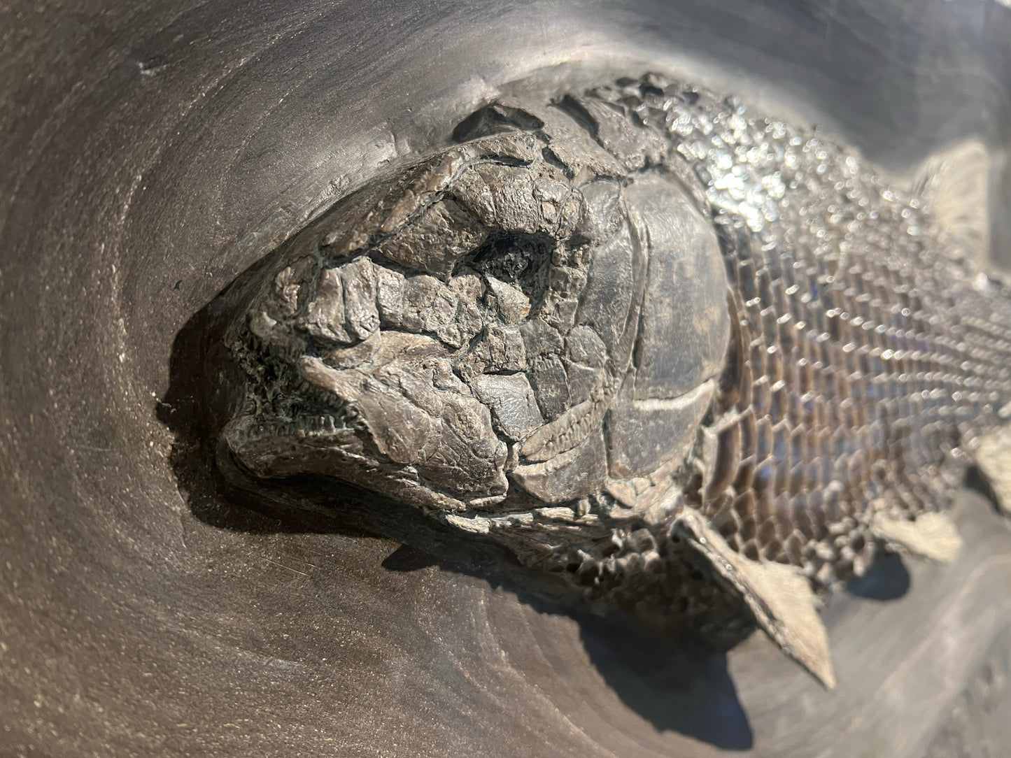 PRICE ON REQUEST | Lepidotus elvensis | Holzmaden, Germany