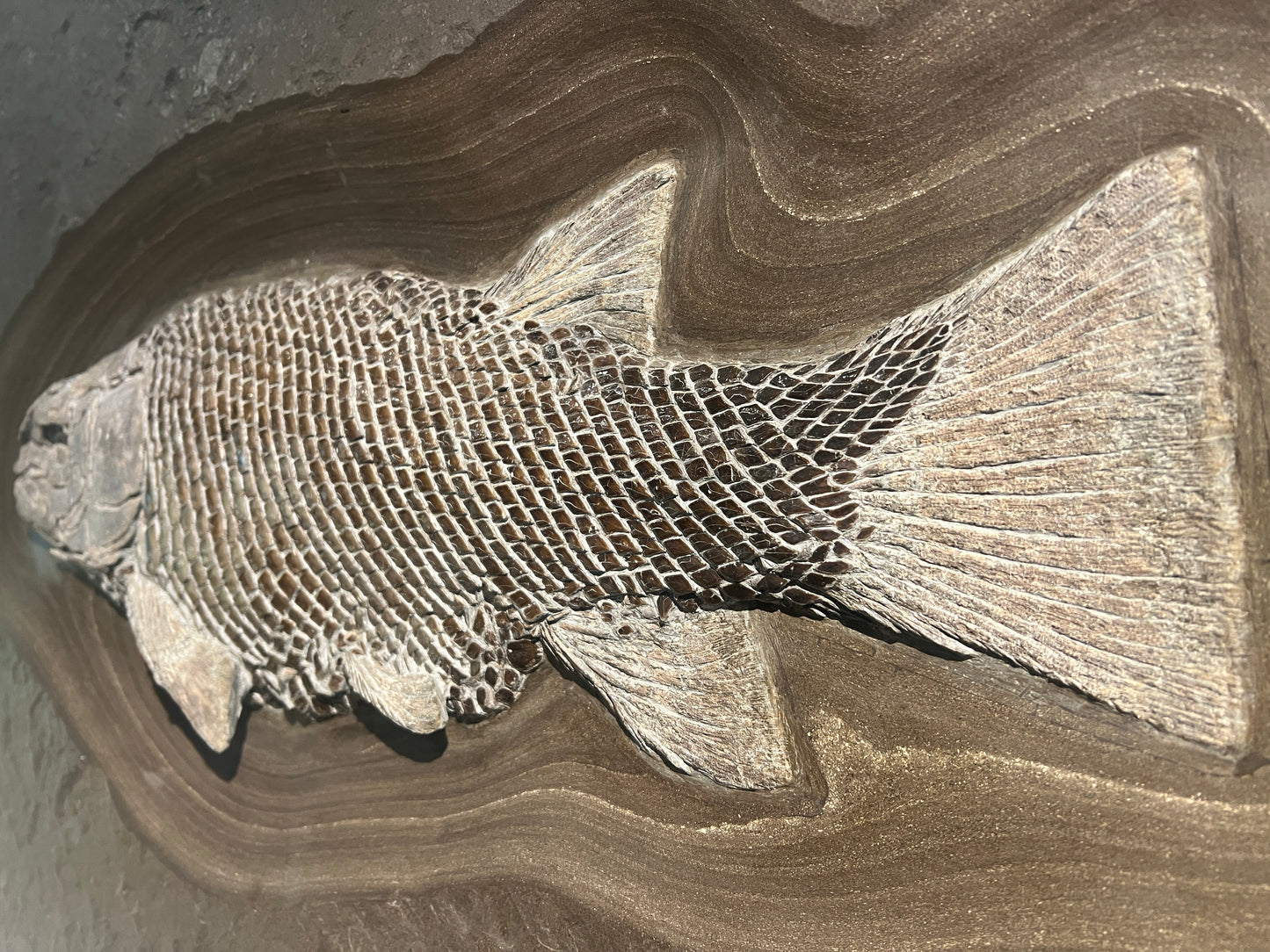 PRICE ON REQUEST | Lepidotus elvensis | Holzmaden, Germany