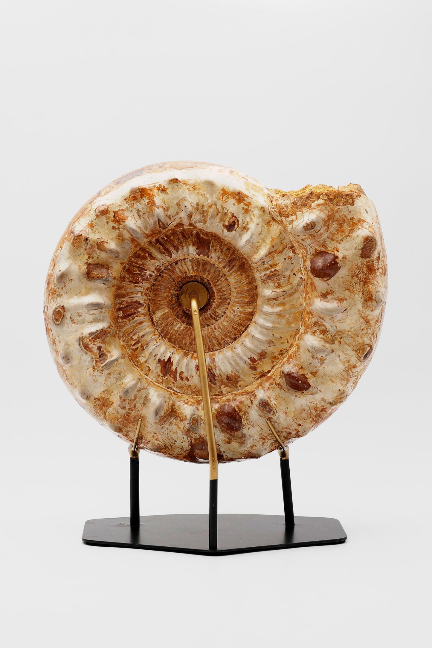 Montierter Ammonit | Groß | Madagaskar