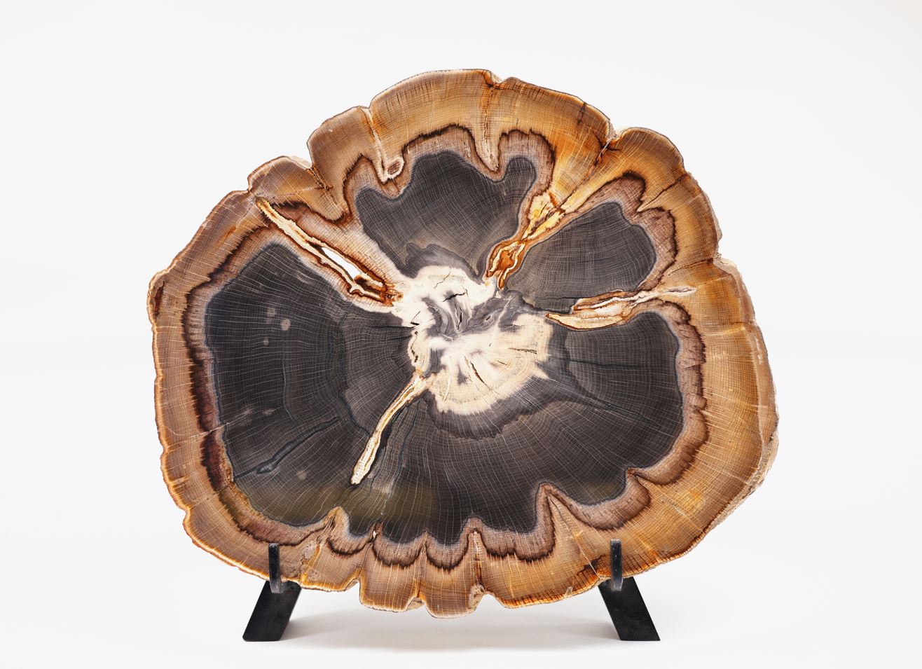 Quercus Simulata | Petrified Wood Slice | Oregon, USA