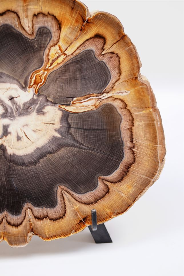 Quercus Simulata | Petrified Wood Slice | Oregon, USA