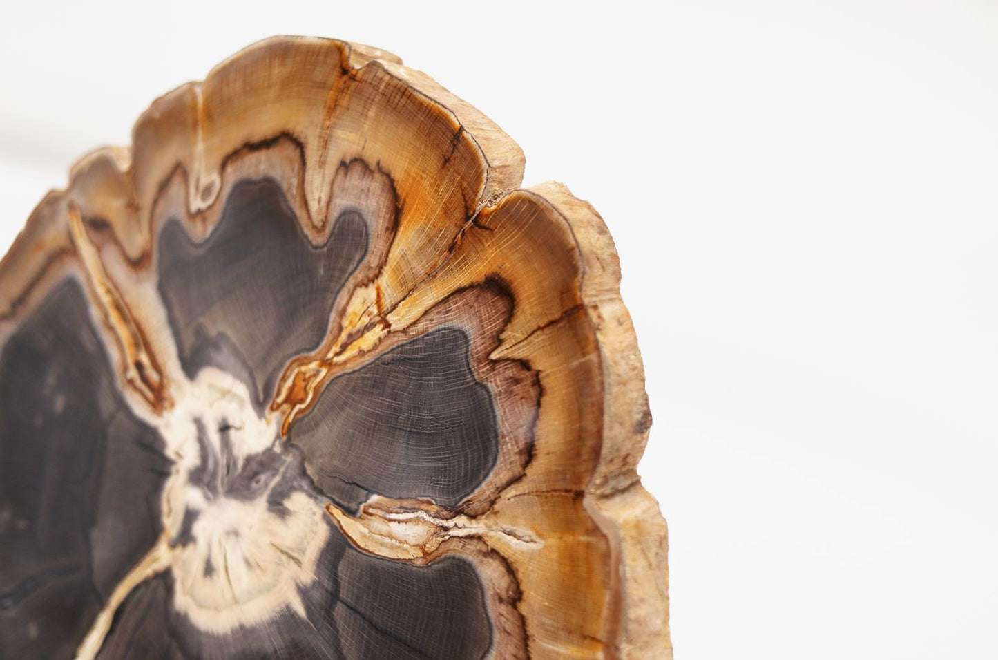 Quercus Simulata | Petrified Wood Slice | Oregon, USA