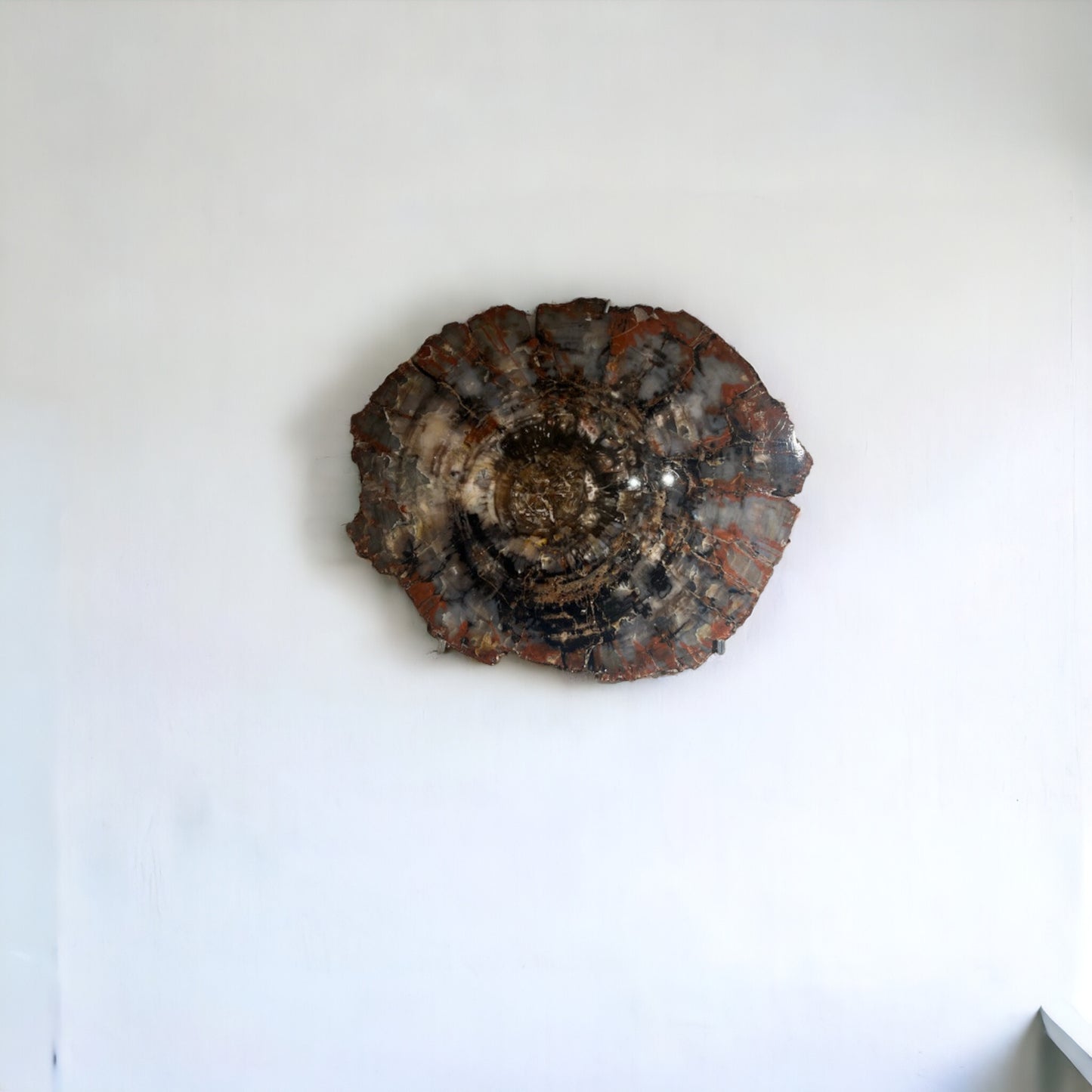 Petrified Wood Slice | Arizona, United States