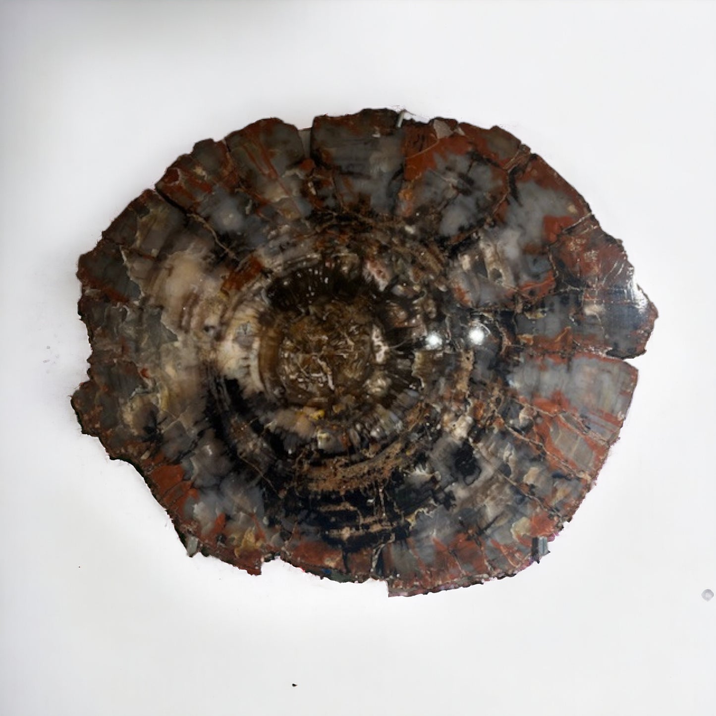 Petrified Wood Slice | Arizona, United States