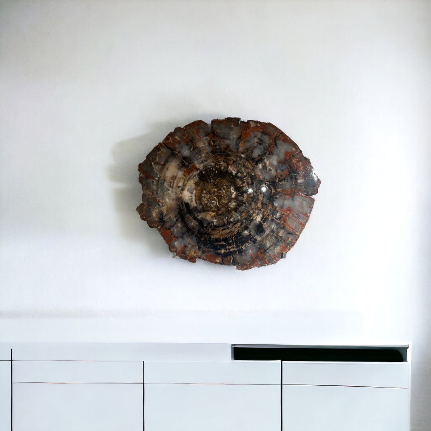Petrified Wood Slice | Arizona, United States