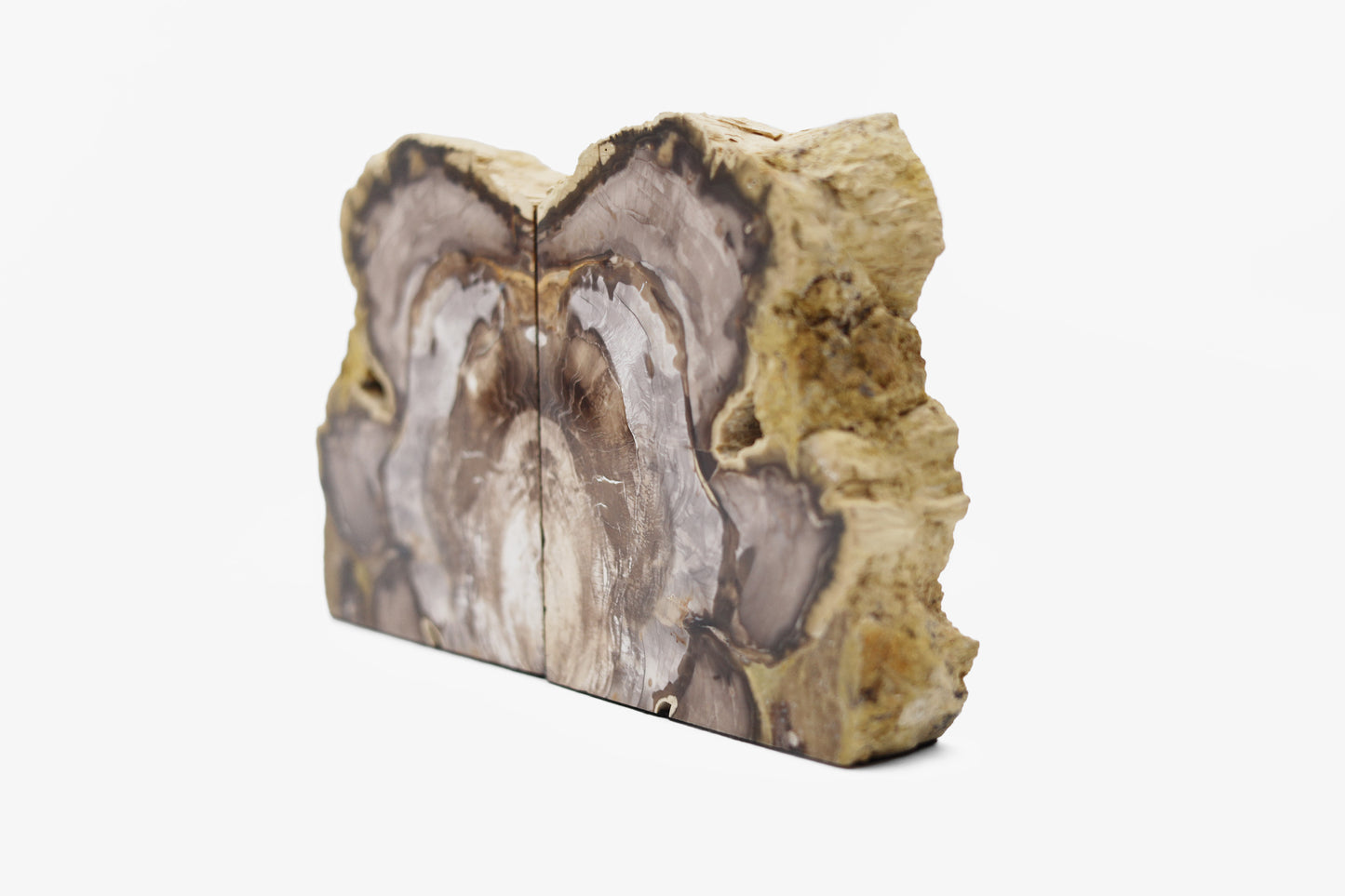Petrified wood pair | Washington, USA