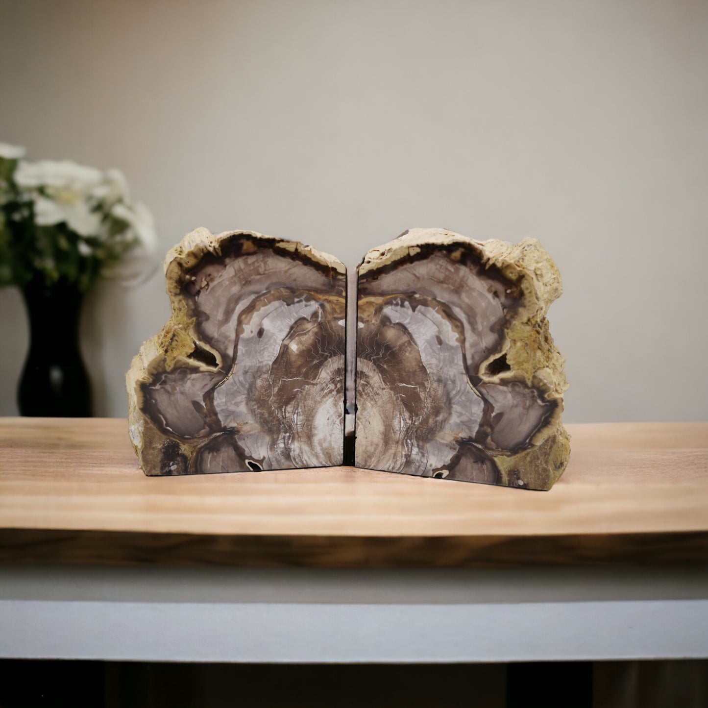 Petrified wood pair | Washington, USA