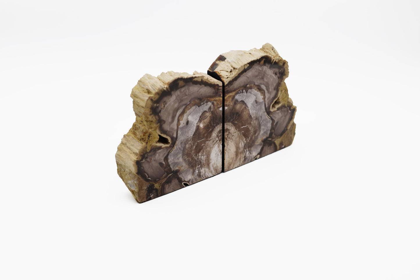 Petrified wood pair | Washington, USA