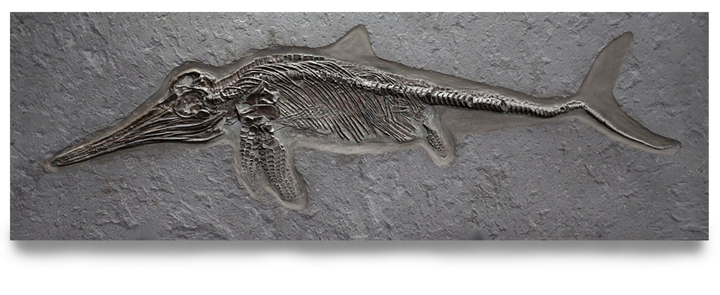 Juvenile Ichthyosaur Fossil | Holzmaden, Germany