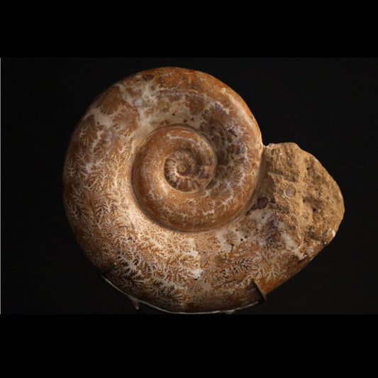 Large Mounted Ammonite | Madagascar