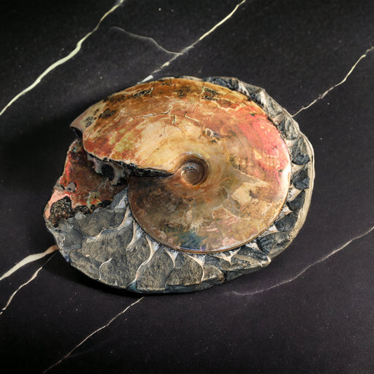 Iridescent Ammonite "in bed" | South Dakota, USA