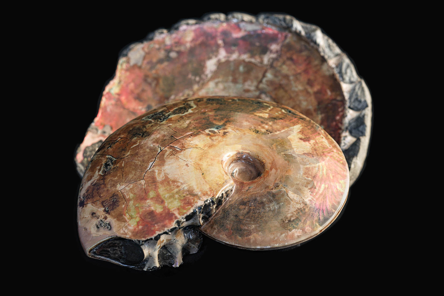 Iridescent Ammonite "in bed" | South Dakota, USA