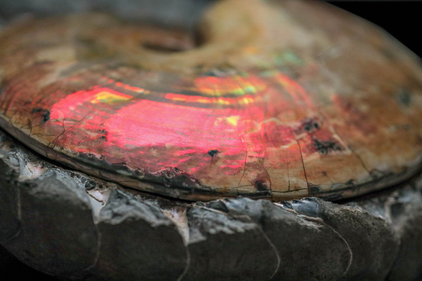 Iridescent Ammonite "in bed" | South Dakota, USA