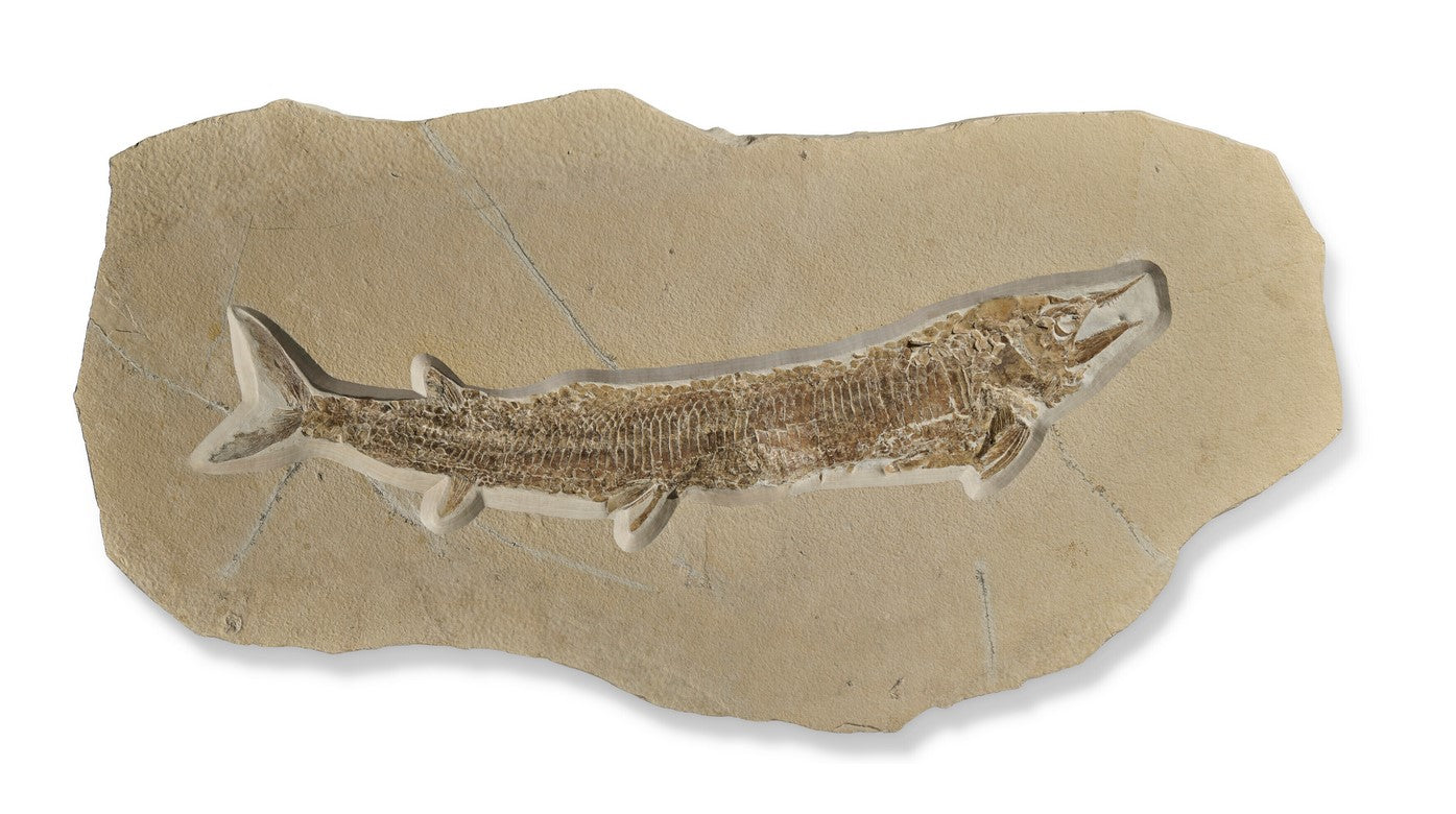 SOLD | Aspidorhynchus acutirostris | Fossil Fish from Solnhofen
