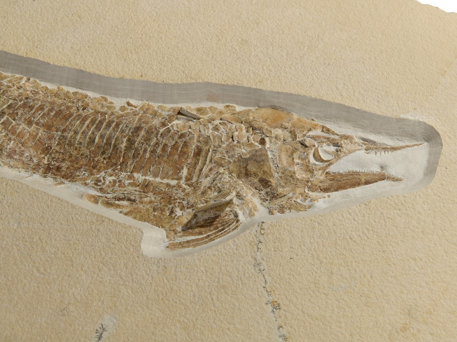 SOLD | Aspidorhynchus acutirostris | Fossil Fish from Solnhofen
