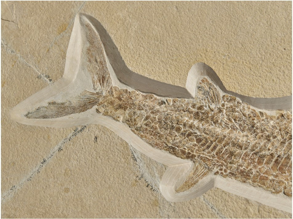 SOLD | Aspidorhynchus acutirostris | Fossil Fish from Solnhofen