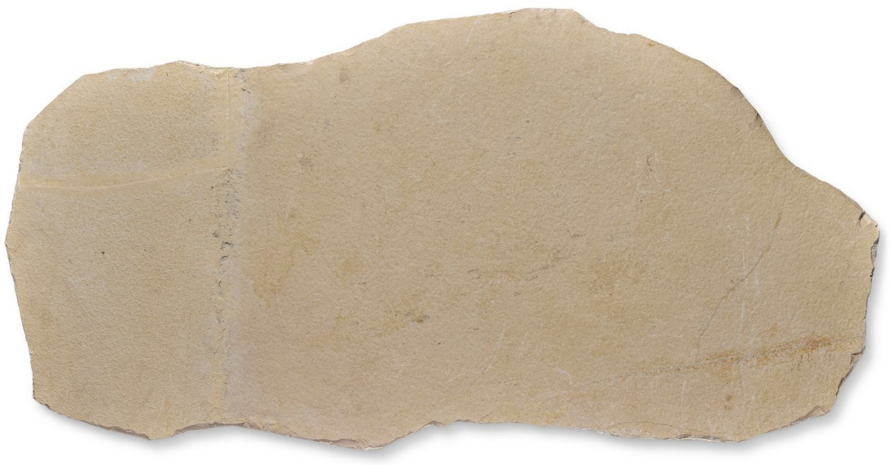 SOLD | Aspidorhynchus acutirostris | Fossil Fish from Solnhofen