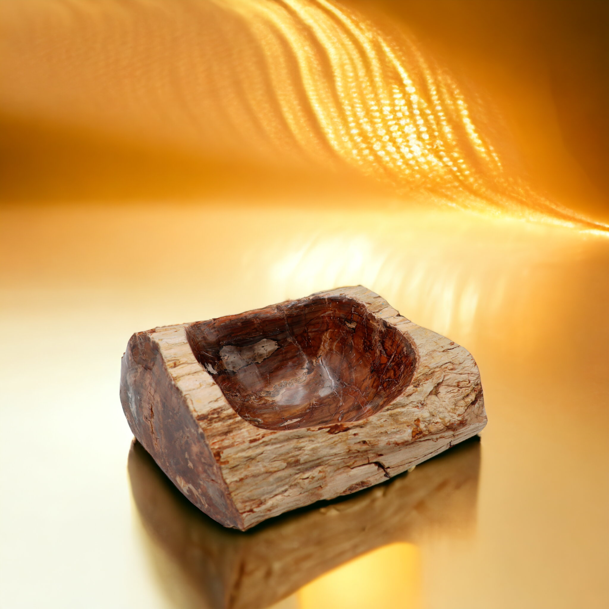 Welt Shell Petrified Wooden Shell | Madagascar – Urweltsteinbruch Holzmaden