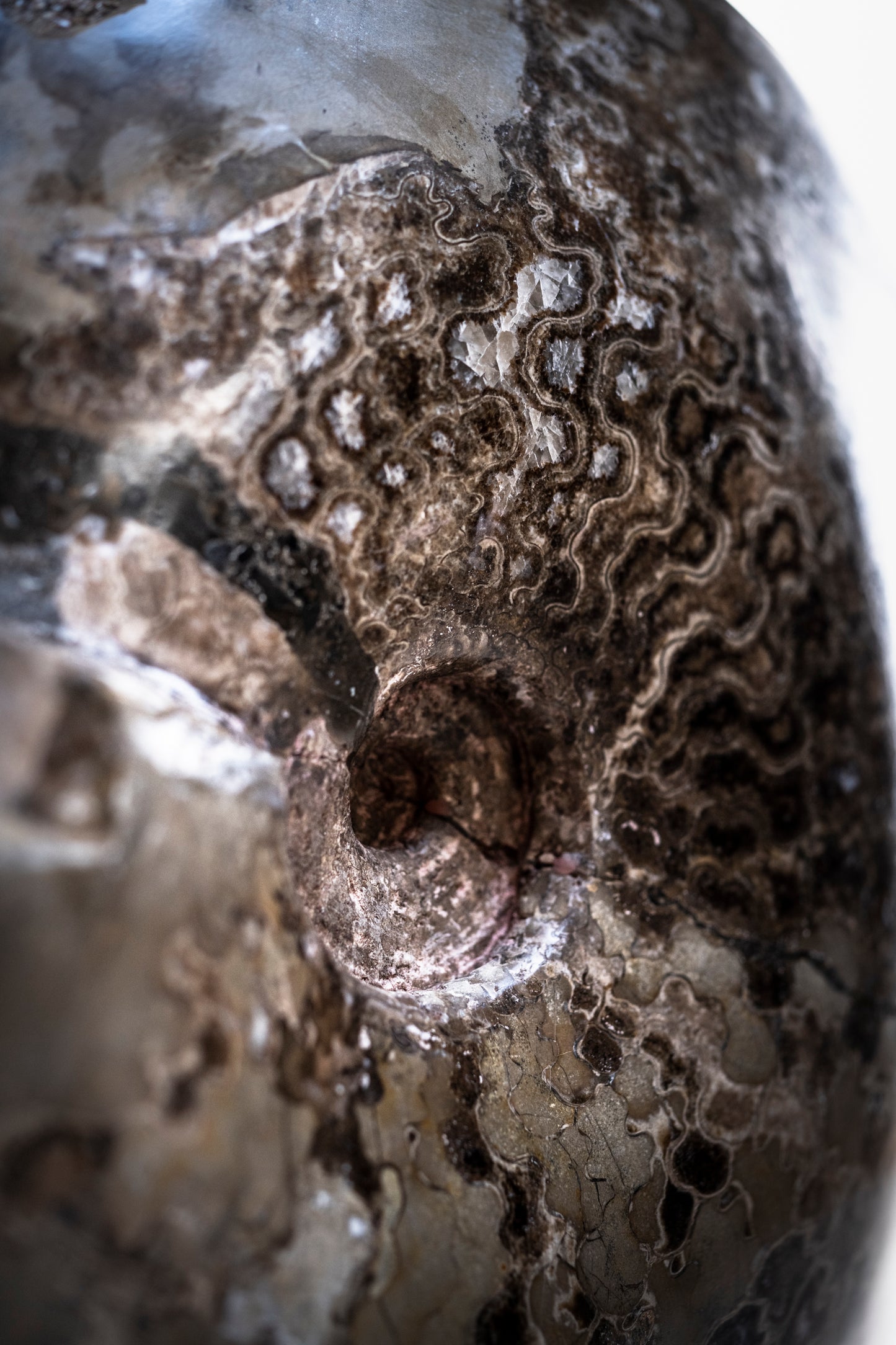 ammonite | Mexico