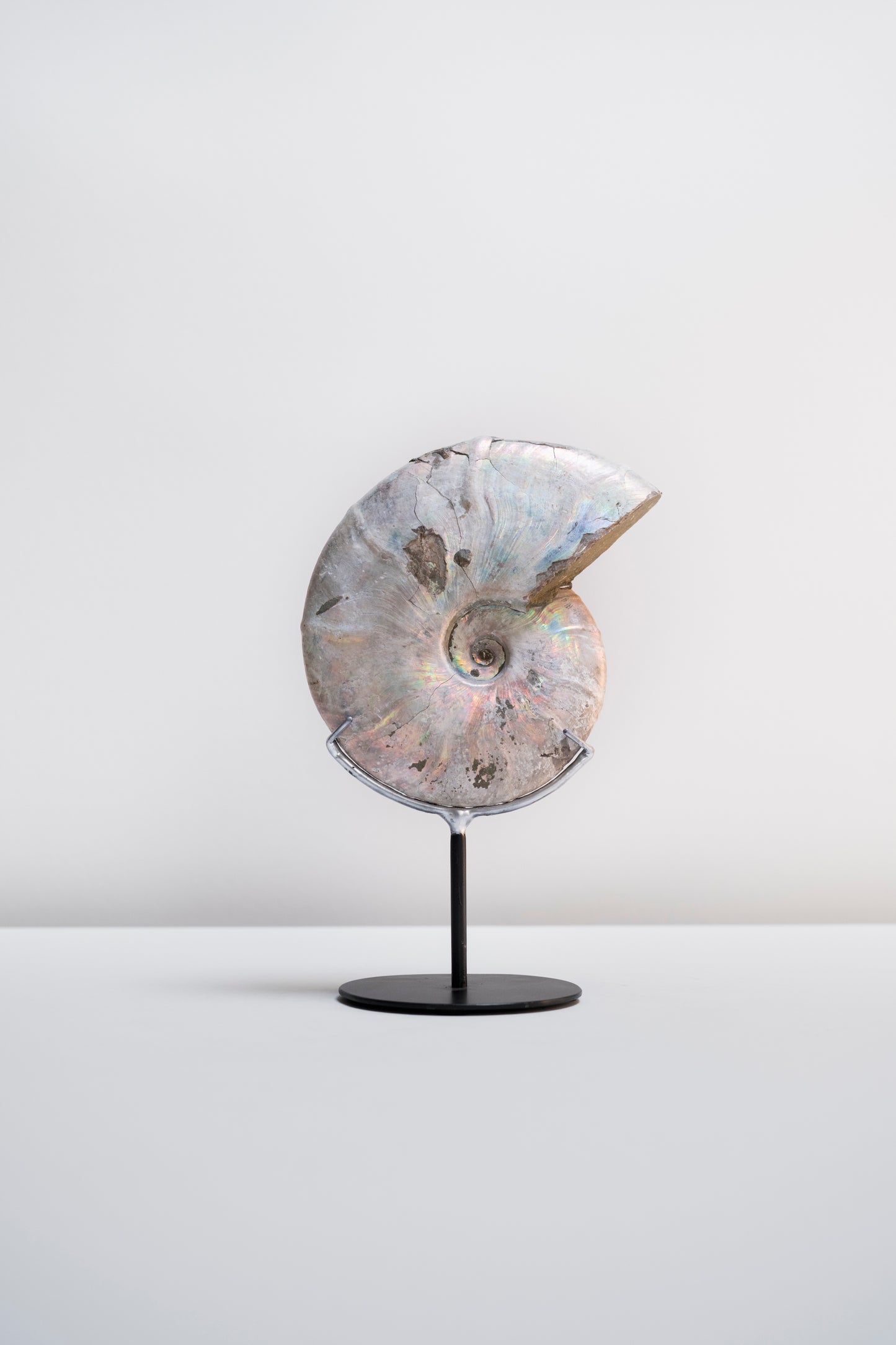 Iridescent ammonite