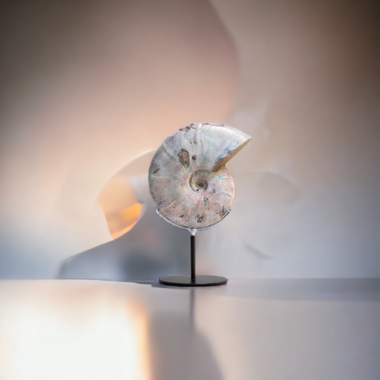 Iridescent ammonite