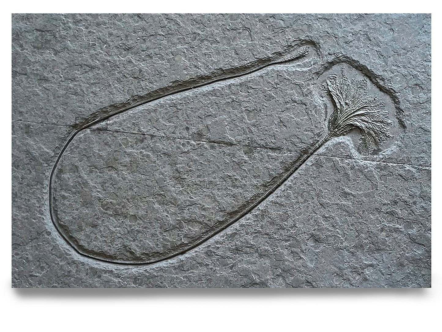 PREIS AUF ANFRAGE | Einzelne Crinoide | Holzmaden, Deutschland