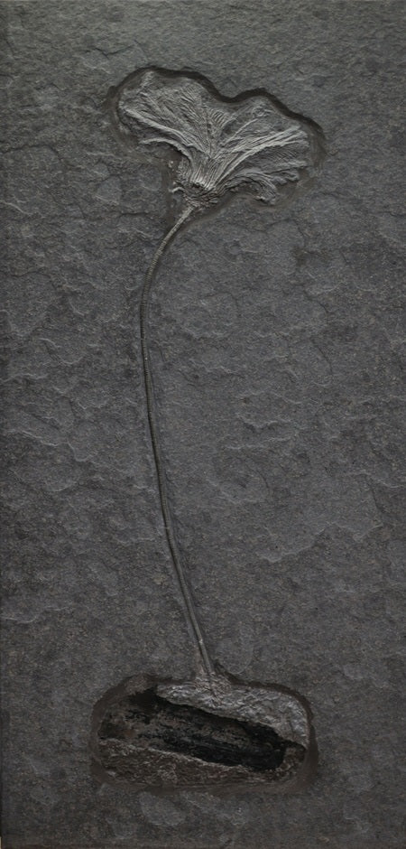SOLD | Einzelner Crinoid Seirocrinus subangularis | Holzmaden, Deutschland