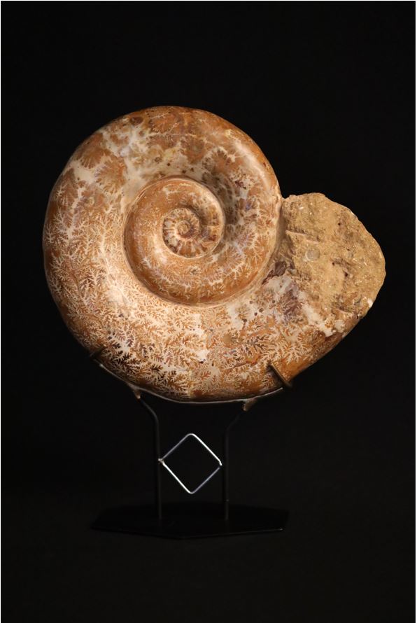 Großer Montierter Ammonit | Madagaskar