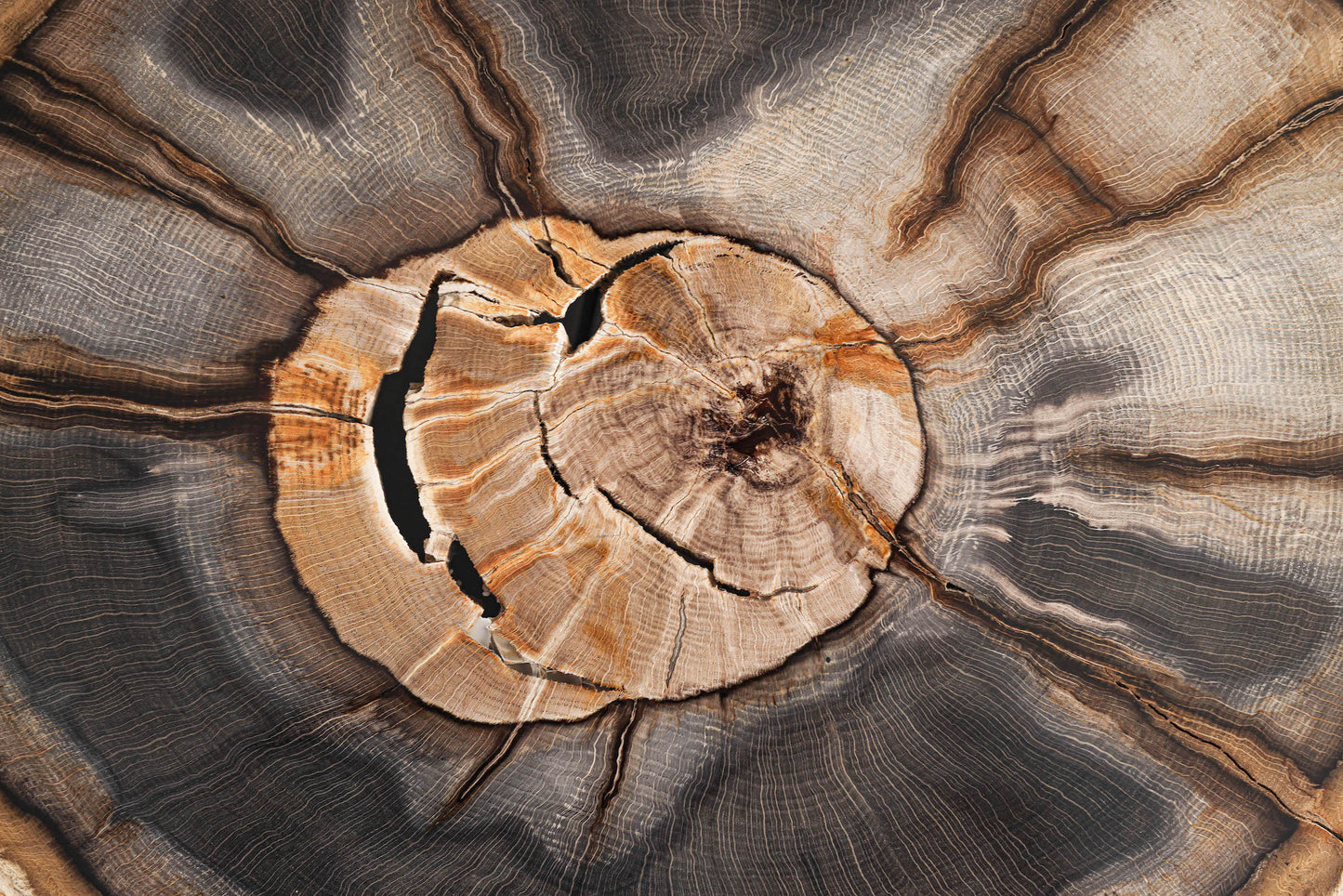 Versteinerter-Holzscheibe aus Stinking Water, Oregon, USA