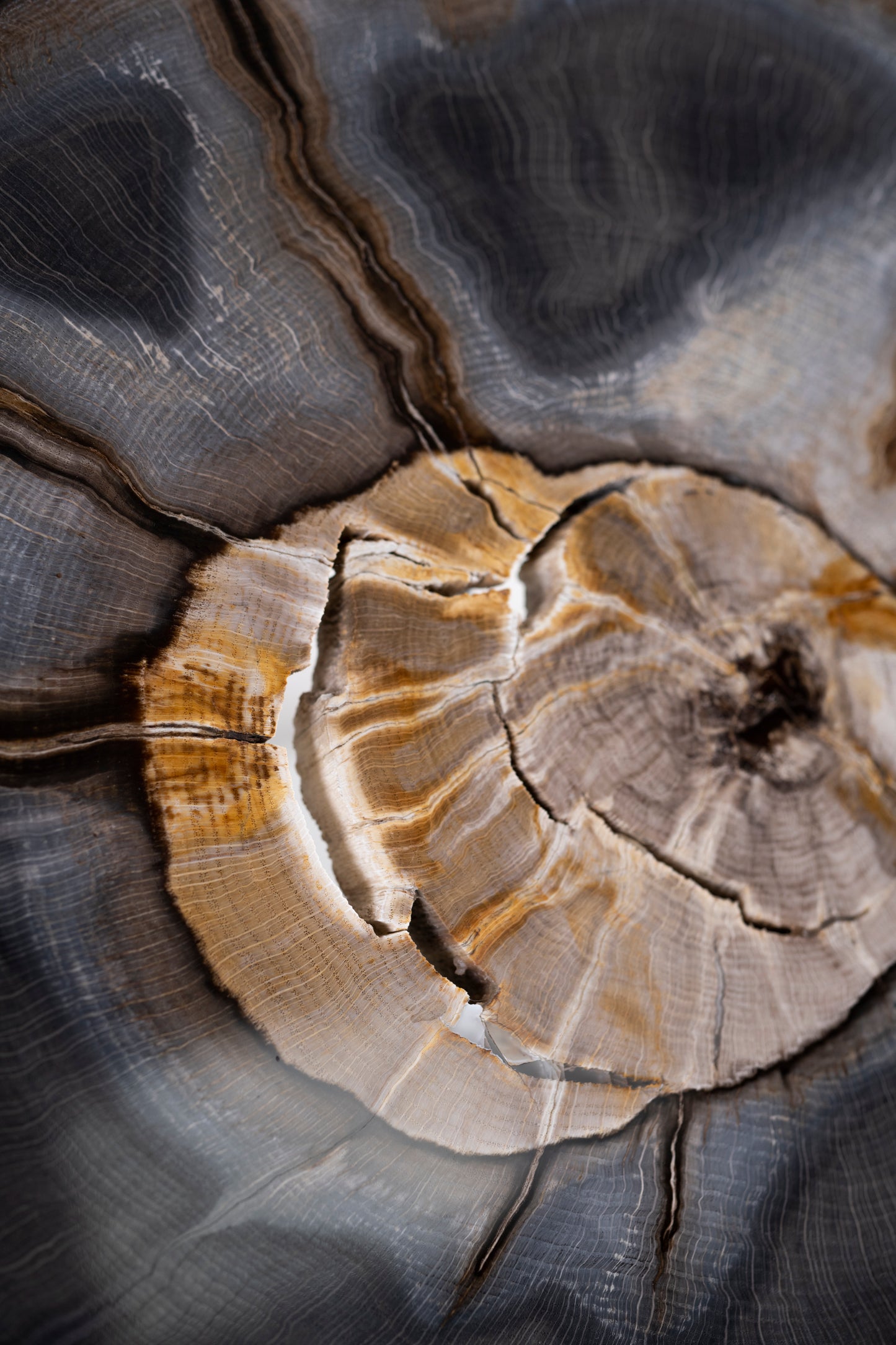 Petrified wood disc from Stinking Water, Oregon, USA