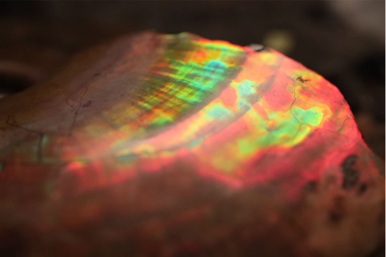 Iridescent Ammonite "in bed" | South Dakota, USA