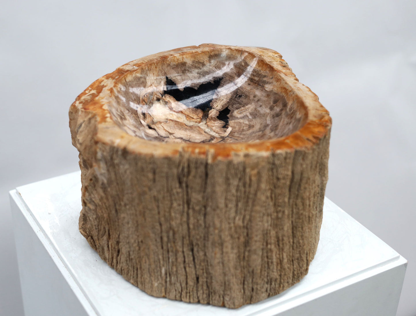 Schale aus versteinertem Holz | Indonesien