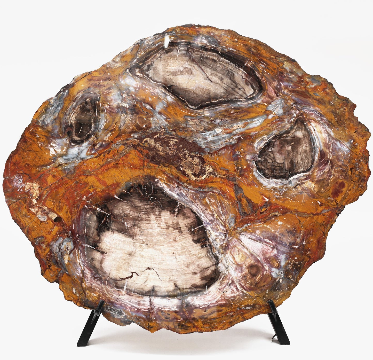 Slice of silicified softwood | Arizona, USA